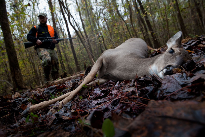 Hunting Deer : On the Wooded banks of The Chattahoochee River : Georgia