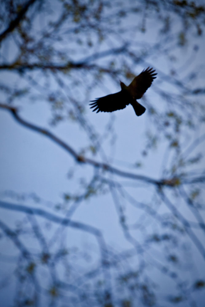 Sky Rook : Graveyard : Warwickshire UK