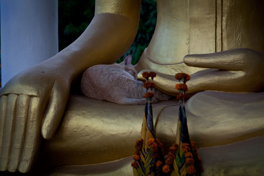 Sleeping cat in the arms of Buddha – Vientiane, Laos