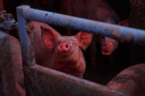 Swine fever on Jezblog : Pig Farm : Wales UK