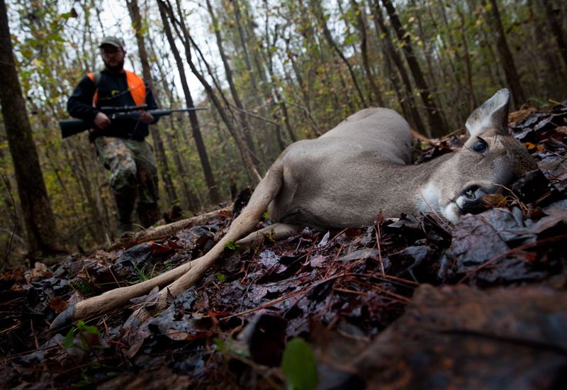 Hunting Deer : On the Wooded banks of The Chattahoochee River : Georgia
