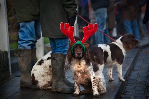 Reindeer Dog : Ludlow : UK